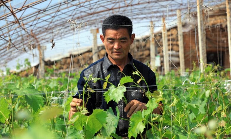 Slow Vineyard Expansion, Shaky Production Undermine Asia-Pacific Wine Industry in 2020