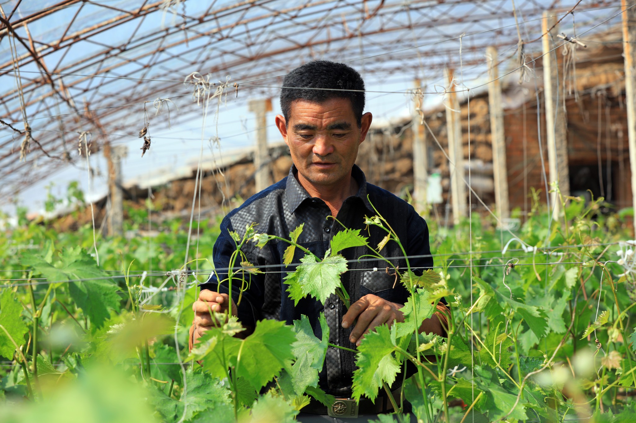 Slow Vineyard Expansion, Shaky Production Undermine Asia-Pacific Wine Industry in 2020