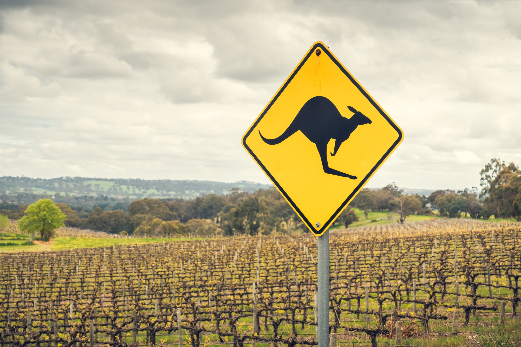 Australian wines nearly dried up in China; exports fall to AU$12 million