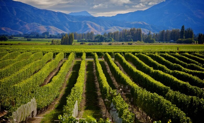 New Zealand’s Top Wine Importing Countries in 2020