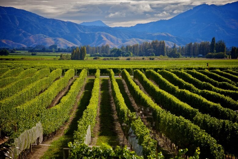 New Zealand’s Top Wine Importing Countries in 2020