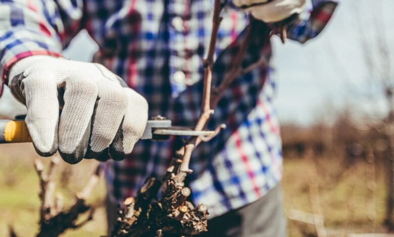 Close-up of mature man pruning vine grape