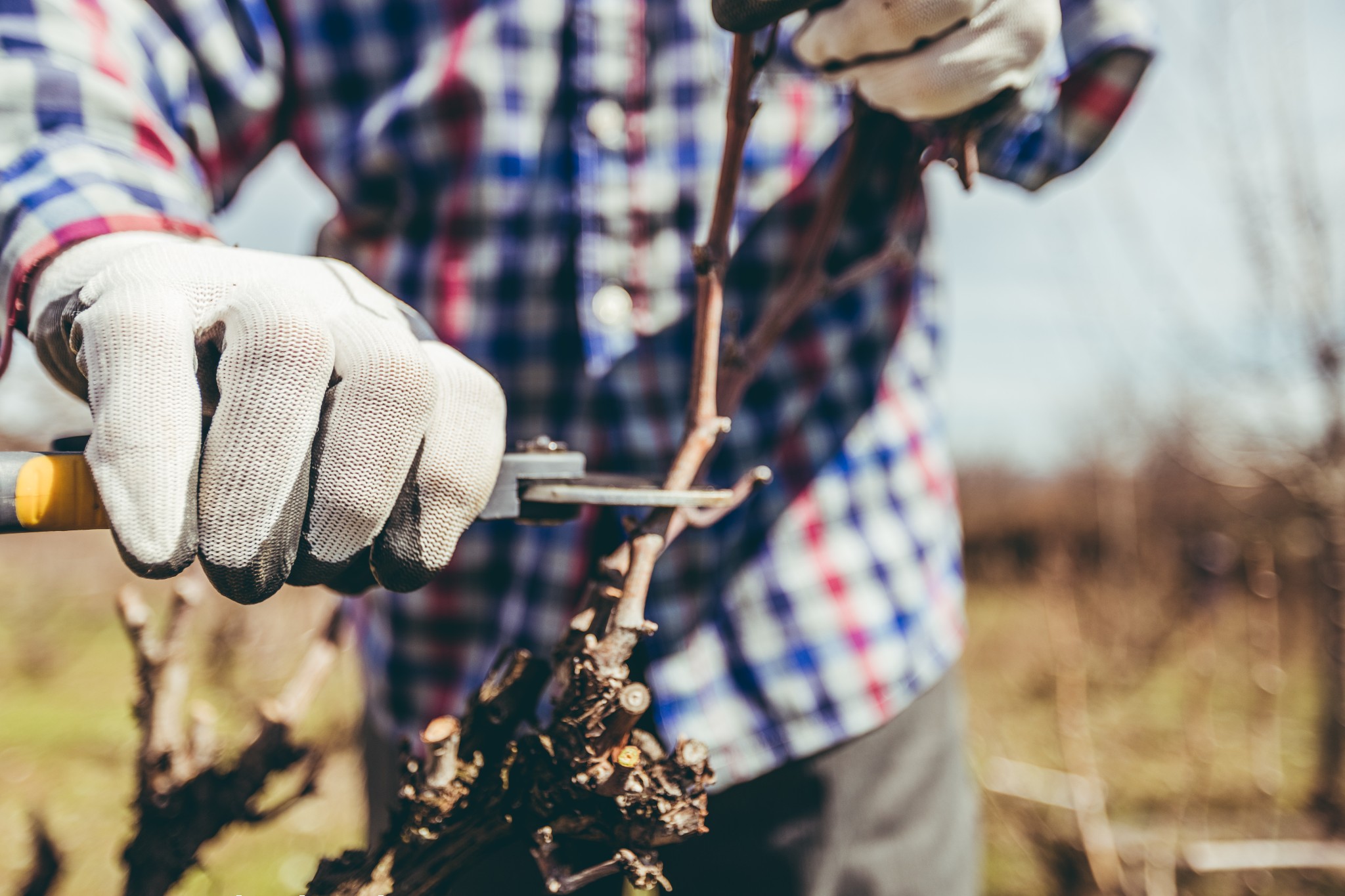 Close-up of mature man pruning vine grape