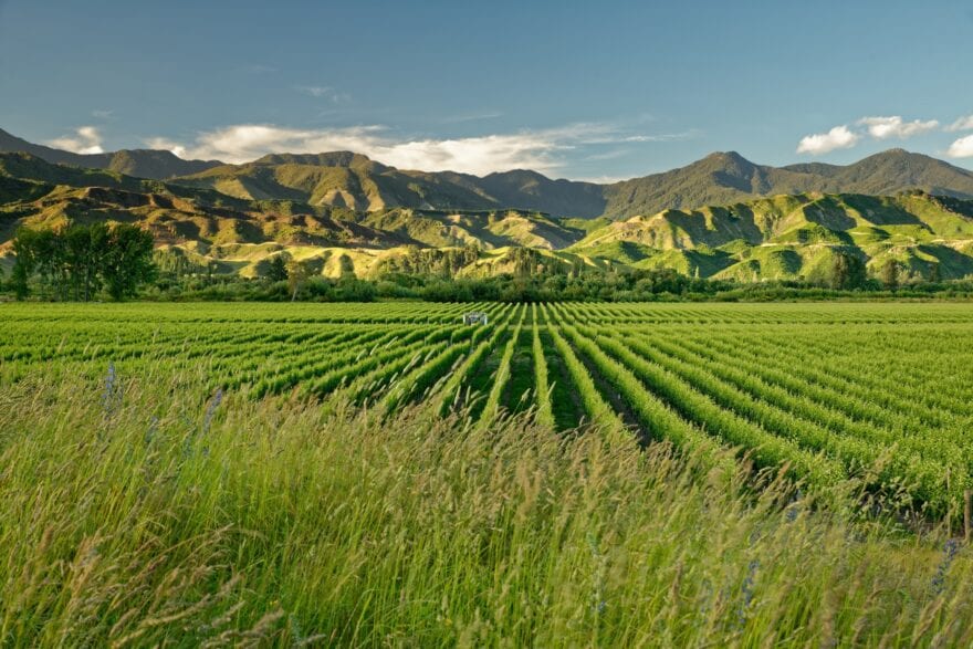 Pernod Ricard Reports Marlborough Sauvignon Blanc Shortage