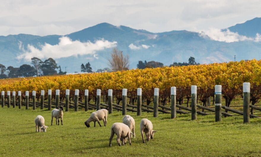 New Zealand Records Lower 2021 Vintage Harvest