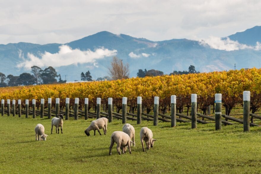 New Zealand Records Lower 2021 Vintage Harvest