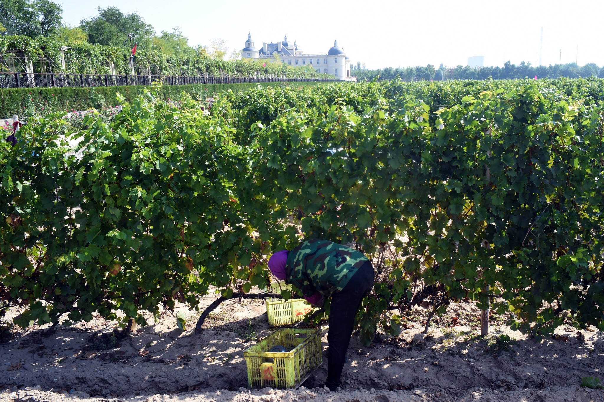 China's Ningxia Region Outlines Ambitious Wine Sector Targets by 2035
