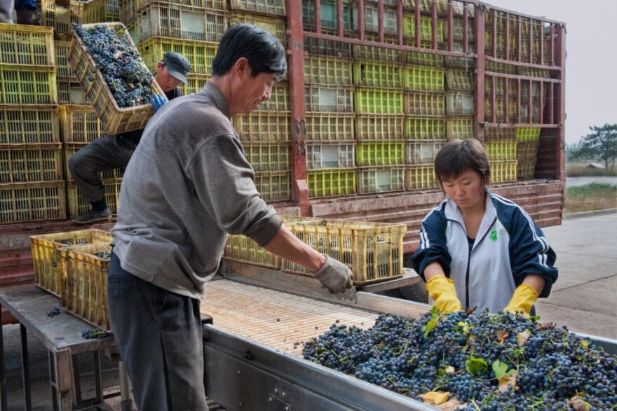 China Plots Pilot Zone for Premium Wines
