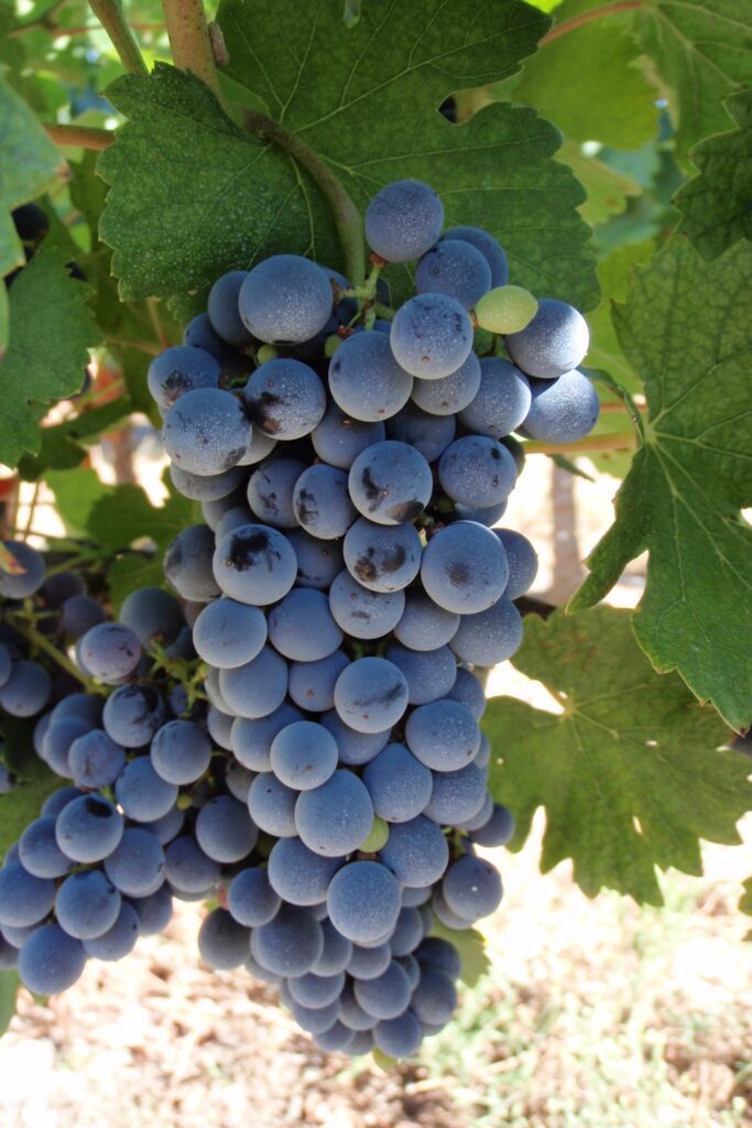 Marselan Likely to Rise as China's 'Signature Grape'