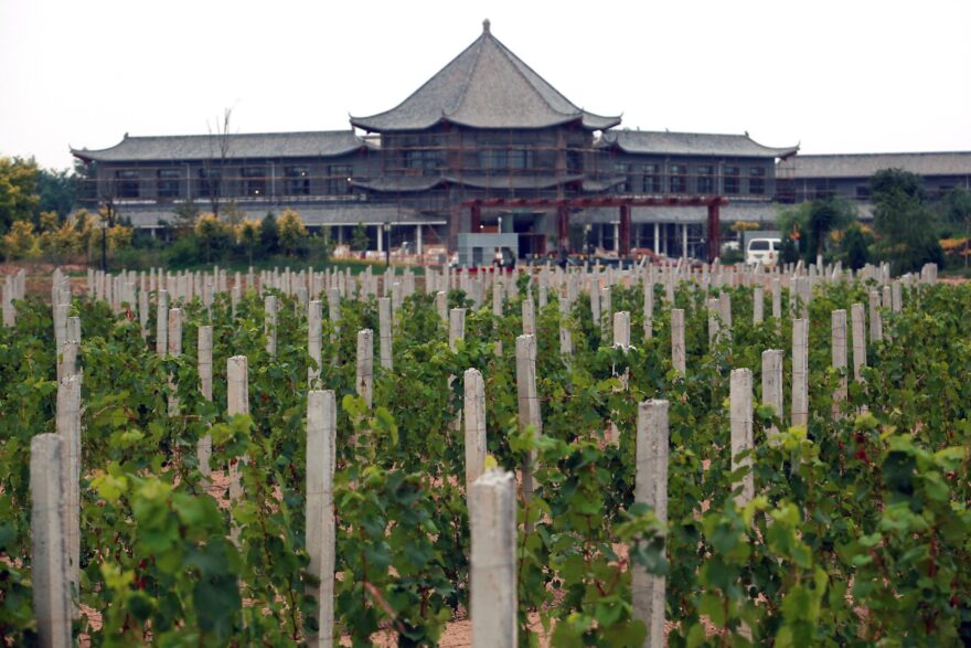 Marselan Likely to Rise as China's 'Signature Grape'